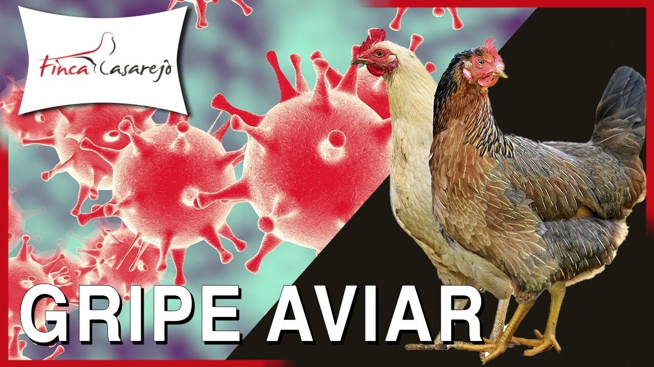 Qué es la gripe aviar y cómo se transmite: primeros casos en el país