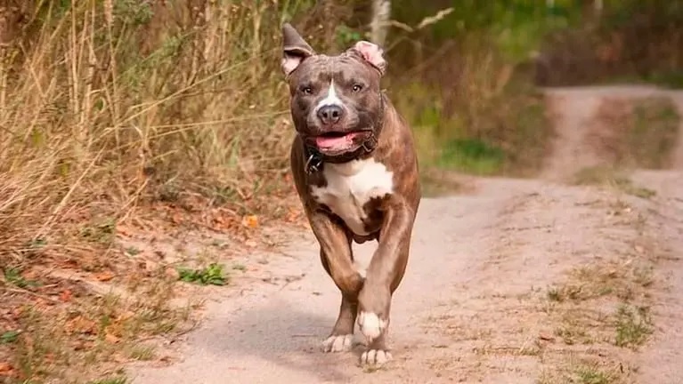 Un jubilado fue atacado por los pitbulls de su vecino, le amputaron los brazos y ahora lucha por su vida