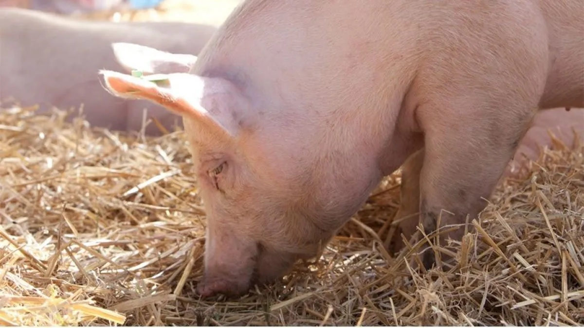 CORDOBA: El impactante nacimiento de un cerdo mutante