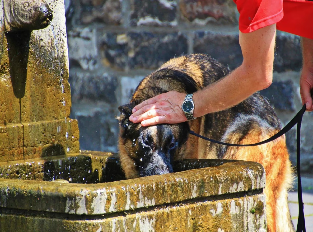 Golpes de calor en mascotas: qué hacer y cómo evitarlos