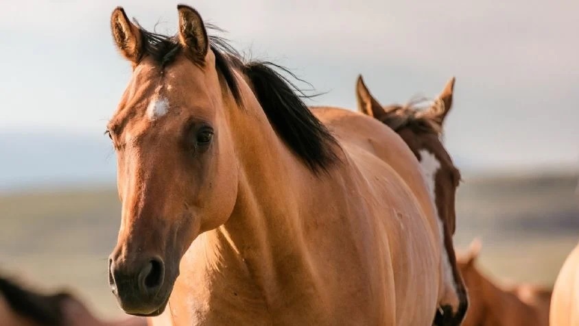 Encefalitis equina: confirman otro muerto