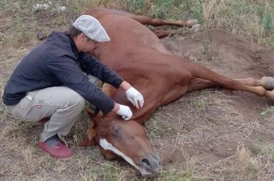 ALERTA: Se confirmaron 3 casos de encefalomielitis equina en La Rioja