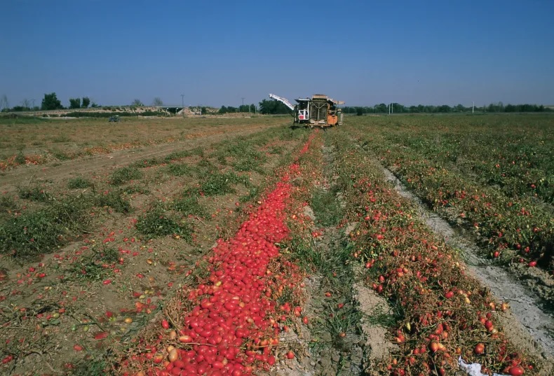 SAN JUAN: Productores de tomate para industria con bajo precio al borde de perder plata