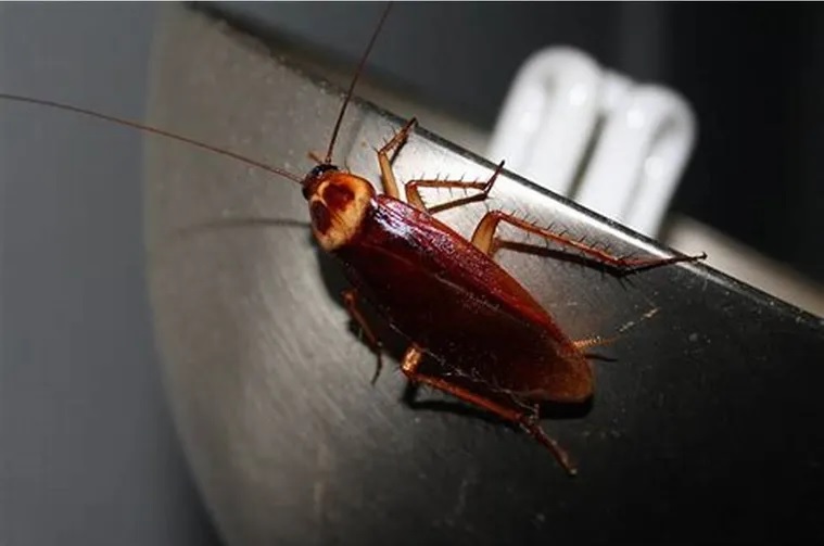 Cómo alejar a las cucarachas en verano
