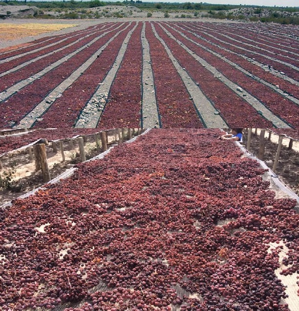 CAUCETE: Roban casi 3 millones de pesos en pasas de uva de una finca