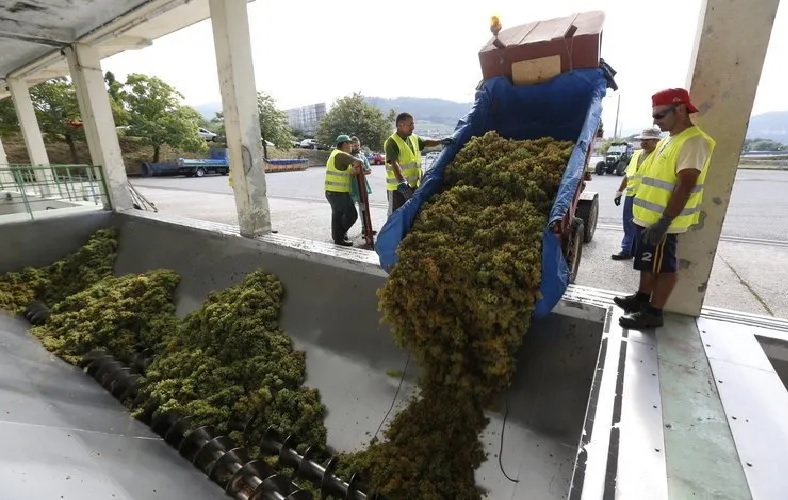 Vendimia 2026: Entre la ca&iacute;da del volumen y el "apag&oacute;n" de datos que enciende alarmas en el sector vitivin&iacute;cola