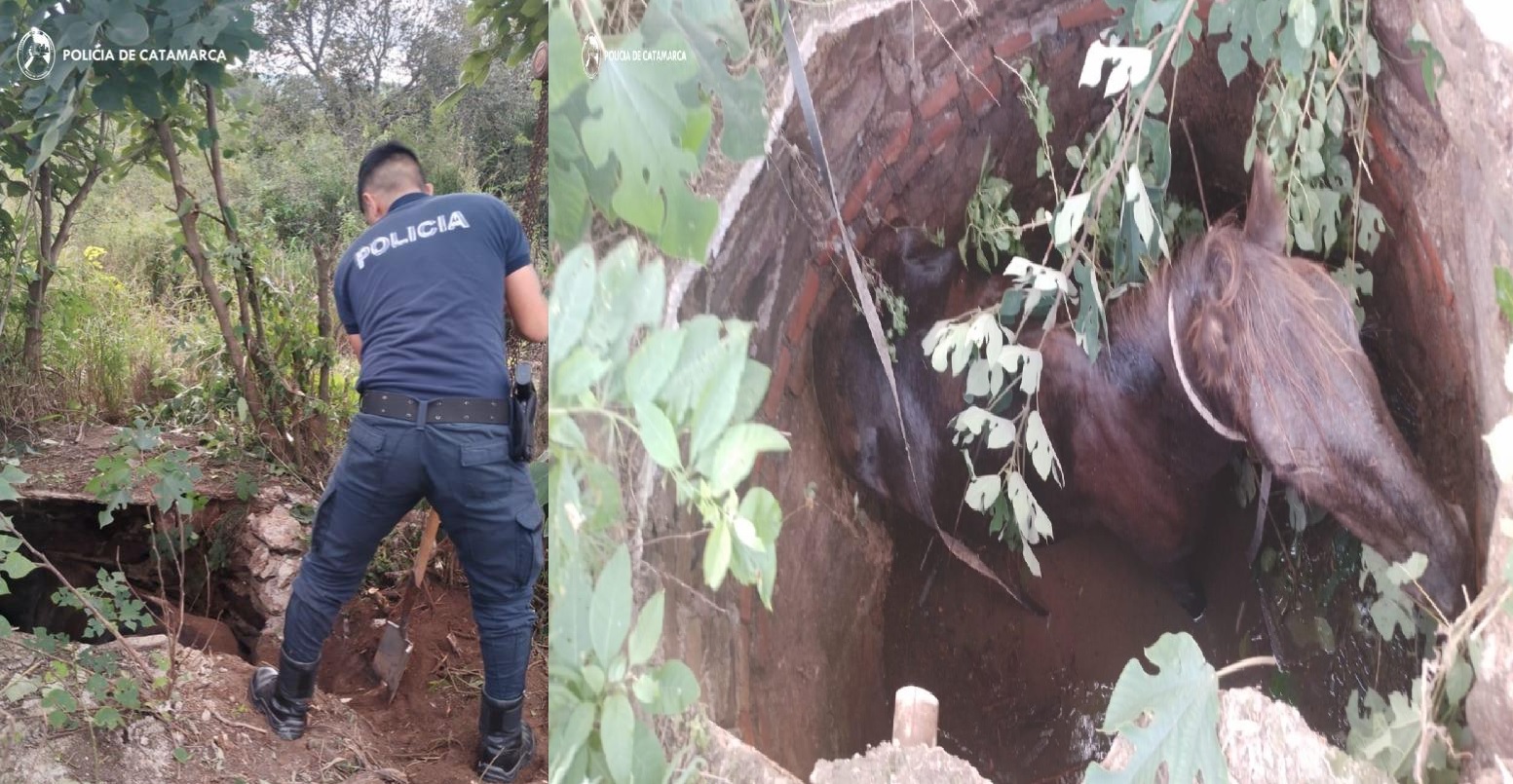 CATAMARCA: Rescatan un caballo