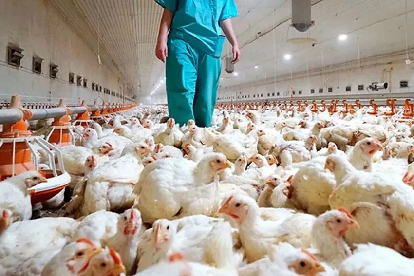ALERTA SANITARIA: Argentina suspende importaciones avícolas desde Brasil por brote de gripe aviar