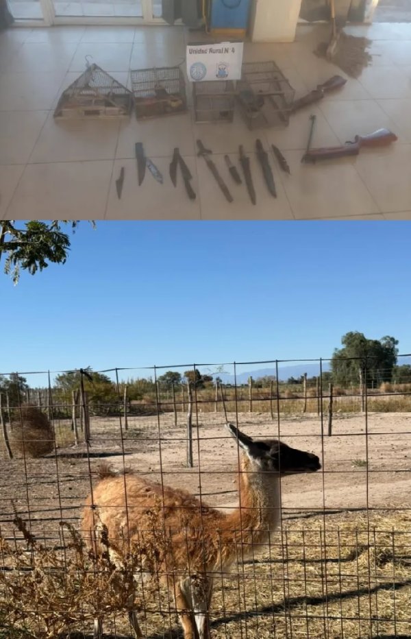 SAN JUAN: Allanamientos en Pocito dejaron secuestros de fauna, armas y cannabis