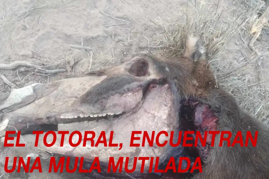 CHEPES: EL TOTORAL ENCUENTRAN UNA MULA MUTILADA