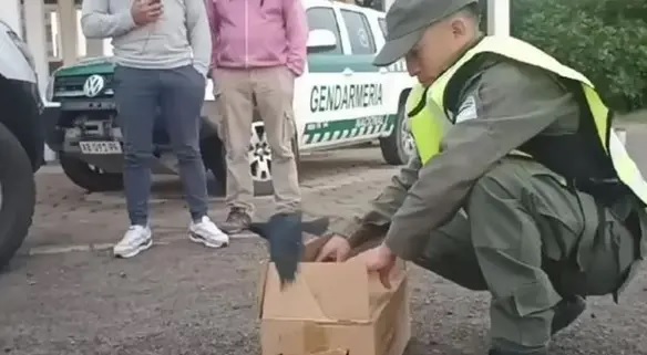 El llamativo descubrimiento en el baúl de un auto