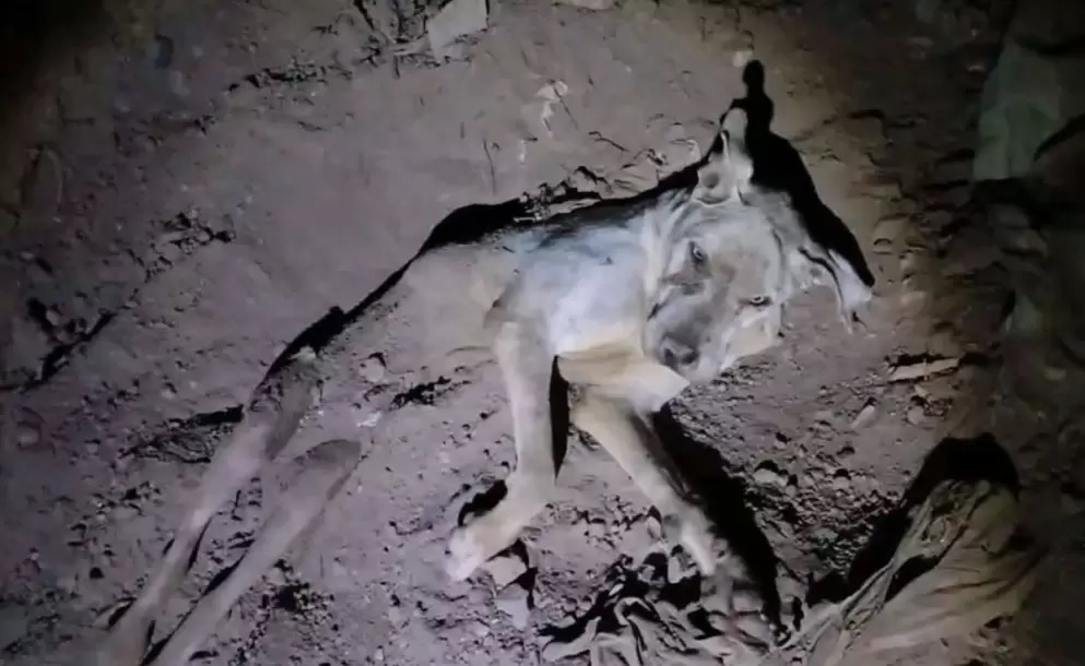 JUJUY: Maltrato animal, enterraron a una perra con vida