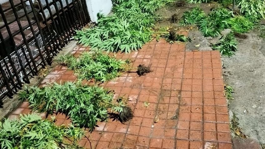 CORDOBA: Discutió con su novio y lo denunció por tener plantas de marihuana