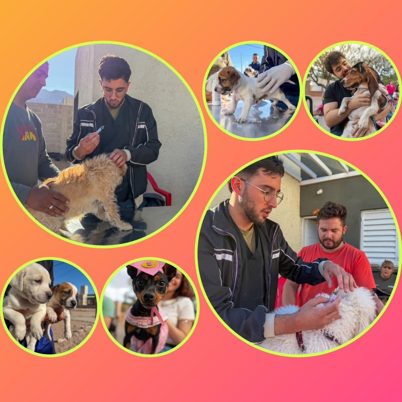 BIENESTAR ANIMAL: EL MUNICIPIO SUPERÓ LAS 8.800 CASTRACIONES GRATUITAS